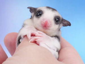 baby gliders for sale